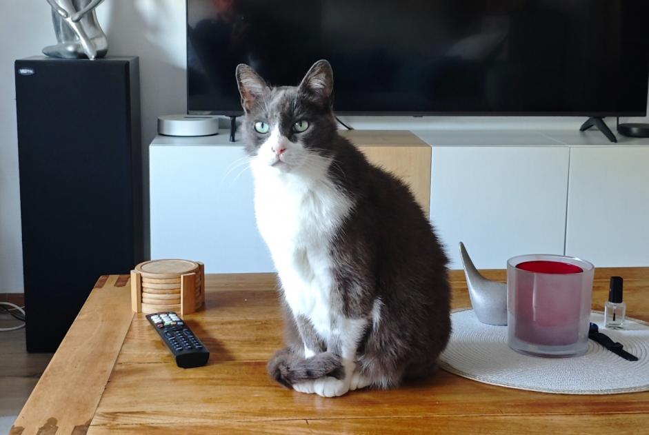 Alerte Disparition Chat Mâle , 13 ans Saint-Brieuc France