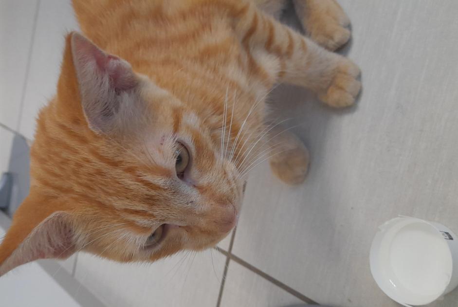 Alerta descoberta Gato Macho Les Abymes France Alerta descoberta Gato Macho Les Abymes France